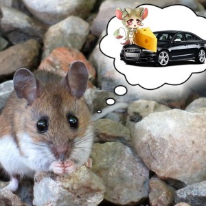 Cách phòng chống chuột cho xe ô tô đơn giản nhất